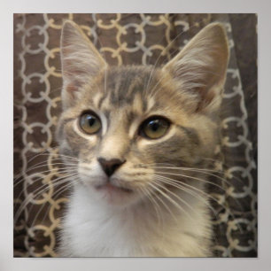 Póster Bella Poster