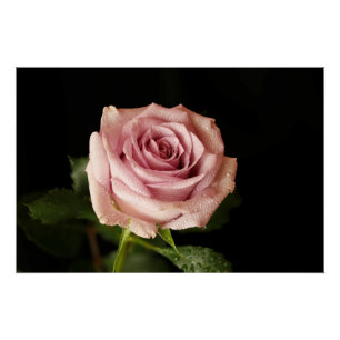 Póster bella rosa rosa