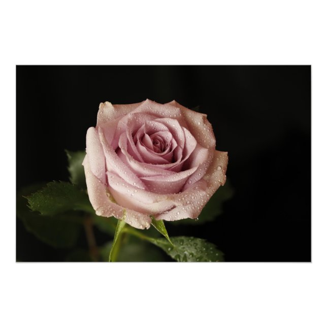 Póster bella rosa rosa (Anverso)