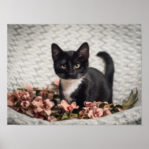 Póster Bella Rose bonita