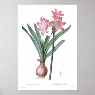 Póster Belladona del Amaryllis