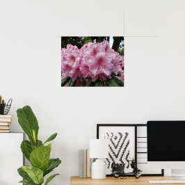 Póster Bellas Floraciones de Rhododendron Rosa