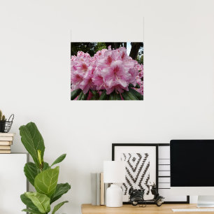 Póster Bellas Floraciones de Rhododendron Rosa