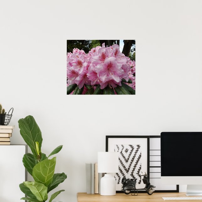 Póster Bellas Floraciones de Rhododendron Rosa (Oficina en casa)