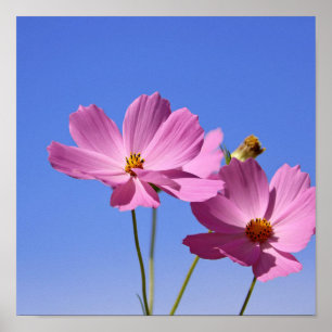 Póster bellas flores rosas abrazando un cielo azul claro