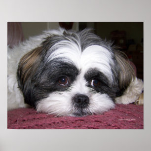 Póster Belle El Perro Shih Tzu
