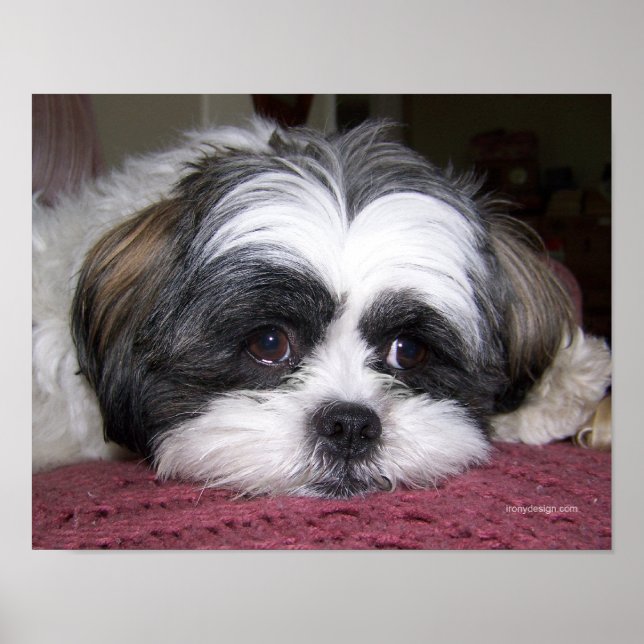 Póster Belle El Perro Shih Tzu (Frente)
