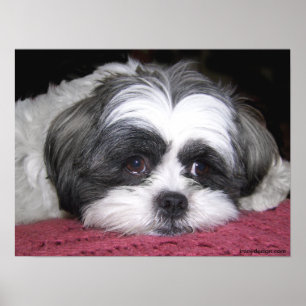 Póster Belle El Poster Shih Tzu