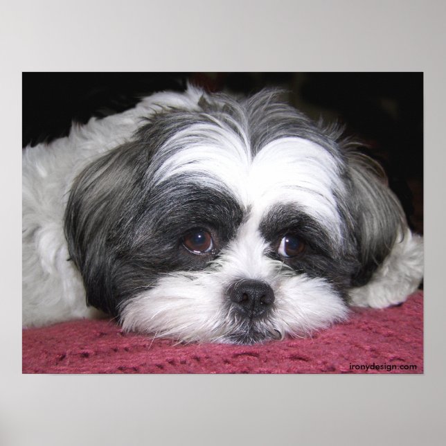 Póster Belle El Poster Shih Tzu (Frente)