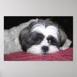 Póster Belle El Poster Shih Tzu