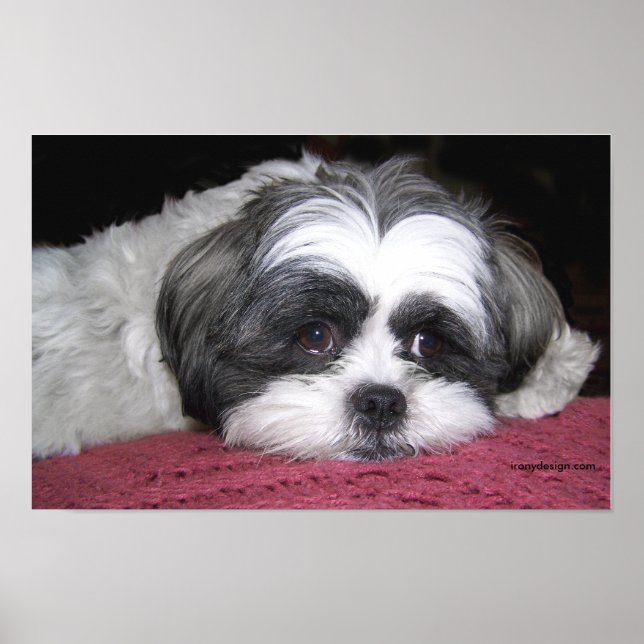 Póster Belle El Poster Shih Tzu (Frente)
