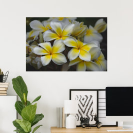 Póster Belleza americana, Plumeria amarillo floral