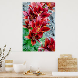 Póster Belleza canadiense, floral rojo Stargazer Lily
