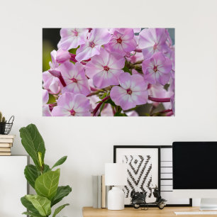 Póster Belleza canadiense, foto rosa floral
