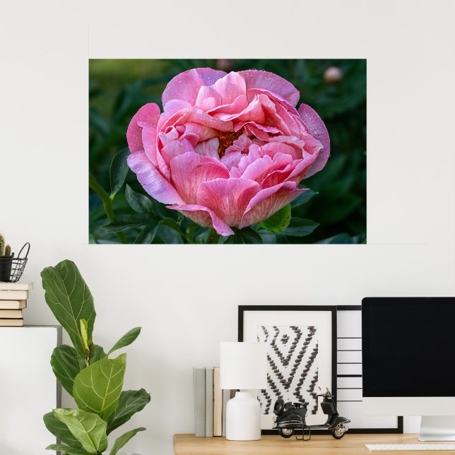 Póster Belleza canadiense, peonía rosa floral (Oficina en casa)