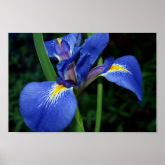 Póster Belleza de bandera azul