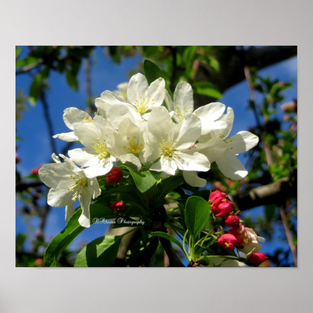 Póster Belleza de ChinaBerry (Frente)