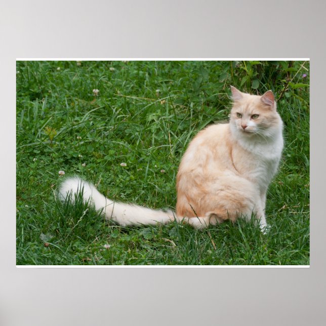 Póster Belleza de color rojo claro (Frente)