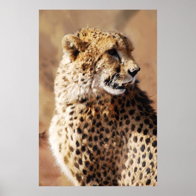 Póster Belleza de guepardo en África (Frente)