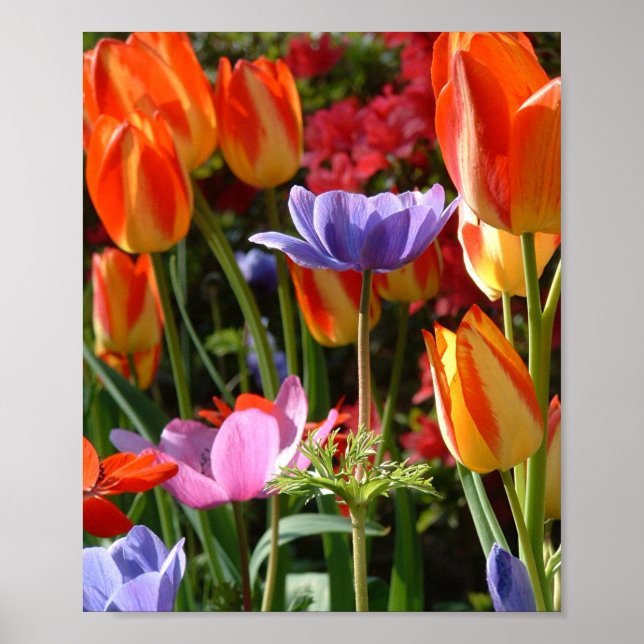 Póster Belleza de jardín (Frente)