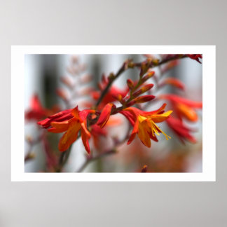 Póster Belleza de jardín