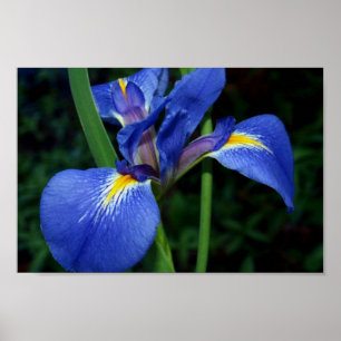 Póster Belleza de la bandera azul