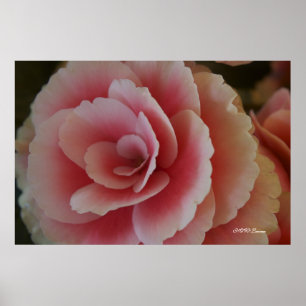 Póster Belleza de la begonia