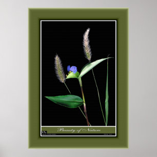 Póster Belleza de la naturaleza r/p06