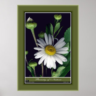 Póster Belleza de la naturaleza r/p12