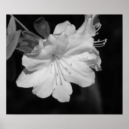 Póster Belleza de la primavera II