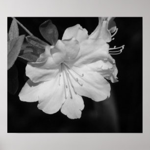 Póster Belleza de la primavera II