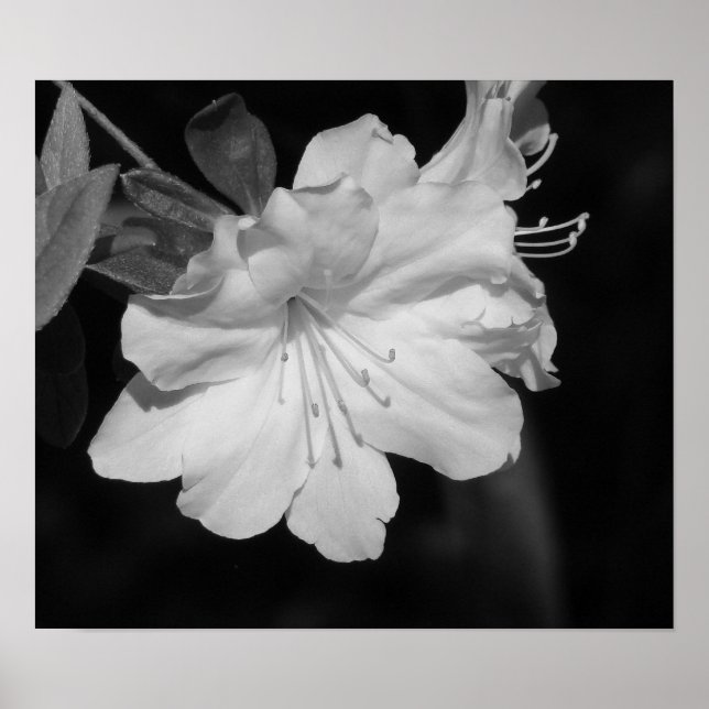 Póster Belleza de la primavera II (Frente)