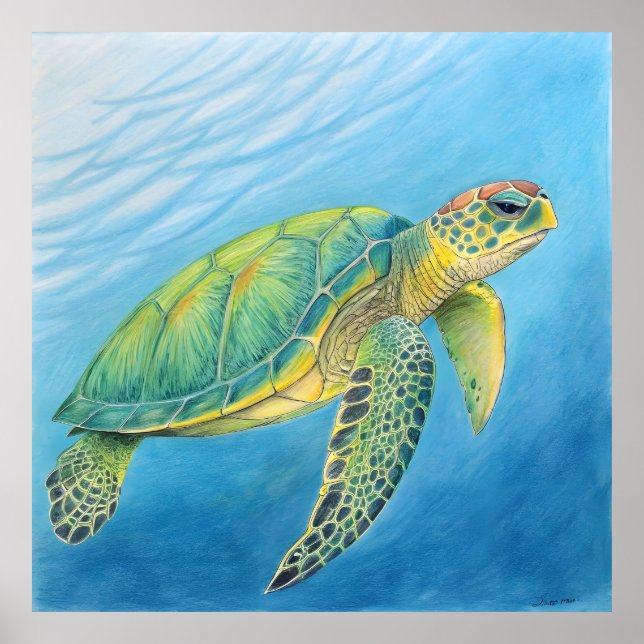 Póster Belleza de la tortuga (Frente)
