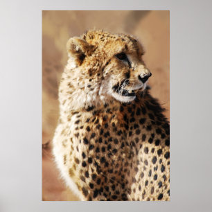 Póster Belleza de los guepardos en África