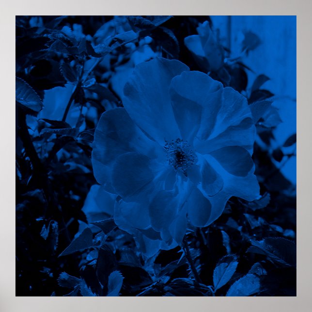 Póster Belleza de noche...... (Frente)