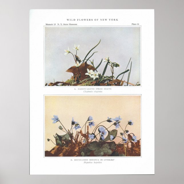 Póster Belleza de primavera de hojas estrechas - Claytoni (Frente)