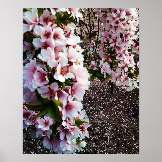 Póster BELLEZA DE PRIMAVERA poster DE MAGNOLIA JAPONESA (Frente)