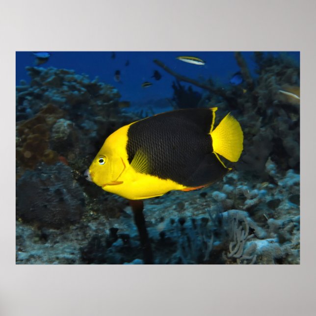 Póster Belleza de rock (Frente)