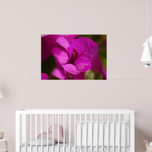 Póster Belleza del Bougainvillea