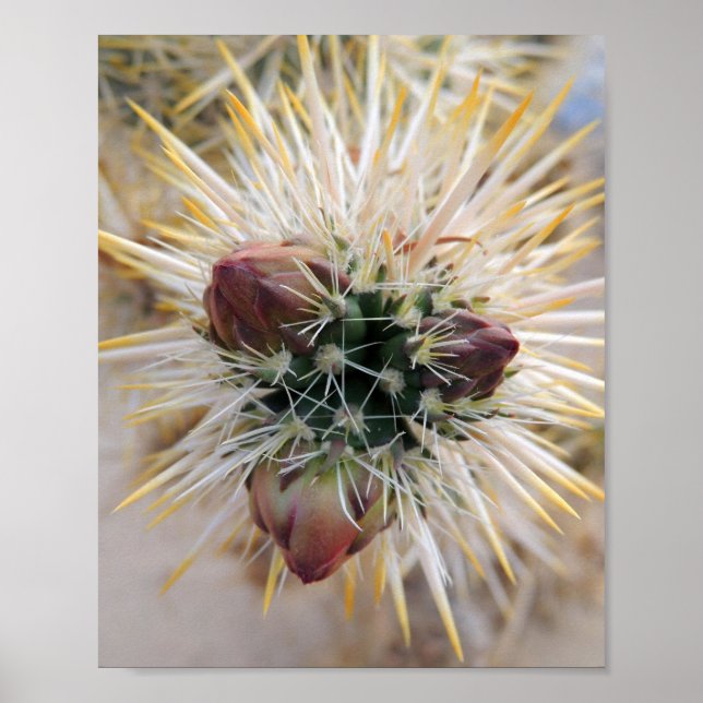 Póster Belleza del desierto (Frente)