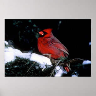 Póster Belleza del invierno