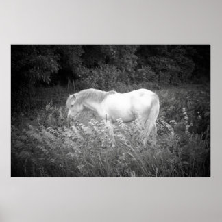 Póster Belleza en blanco y negro