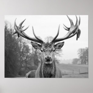 Póster Belleza en la naturaleza