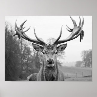 Póster Belleza en la naturaleza