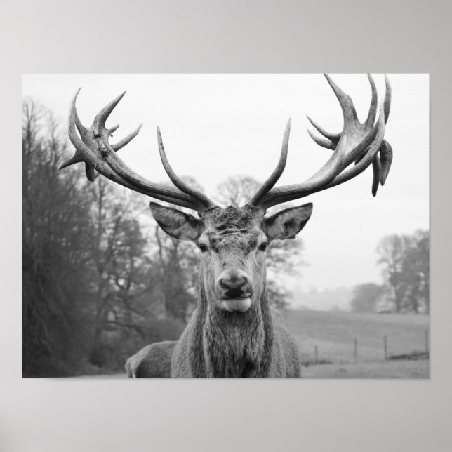 Póster Belleza en la naturaleza (Frente)