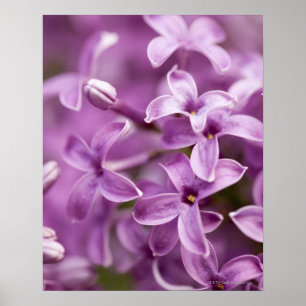 Póster Belleza en la naturaleza - lila púrpura