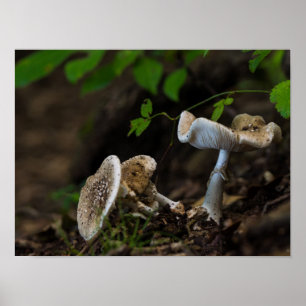 Póster Belleza envenenada