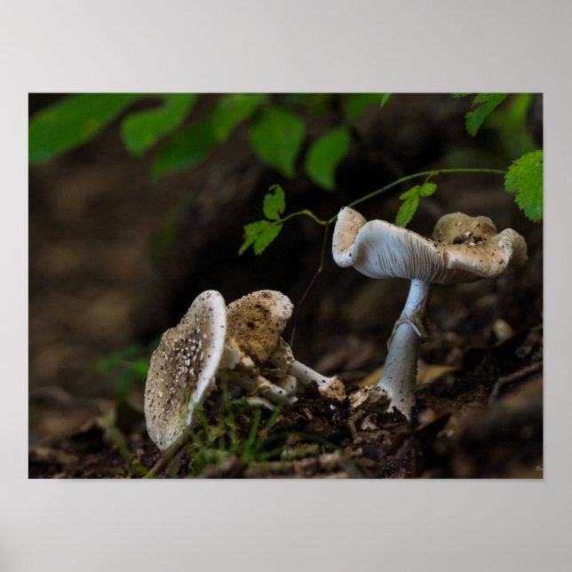 Póster Belleza envenenada (Frente)