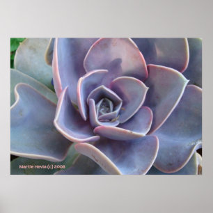 Póster Belleza exitosa de Rosette