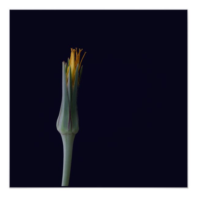 Póster Belleza floral oculta (Anverso)